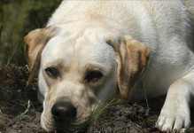 拉布拉多幼犬拉肚子应该怎么办？（遇到拉肚子的拉布拉多幼犬，你需要知道的应对方法）