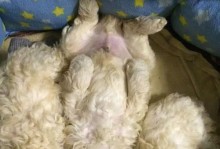 贵宾犬年龄判断的方法与技巧（揭秘贵宾犬年龄如何辨别，了解宠物健康需求的关键）