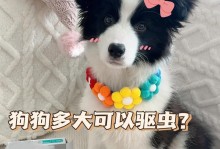 三个月大的狗狗的饮食需求（为你的小狗提供健康均衡的饮食）
