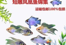 玻利维亚凤凰饲养指南（从饲料选择到疾病防治，全方位打造健康的凤凰宠物）