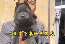 以黑比特犬——神秘而骄傲的血统（探寻以黑比特犬的血统渊源及特点）