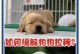 狗拉稀后多久能喂食？（科学喂食时间是保障狗狗健康的关键）