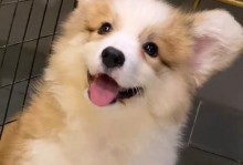 盘点10种好看又听话的狗狗（10个让你心动的狗狗品种，快来认识！）