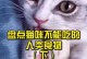 给猫咪喂食以下20种“人类食物”，对猫咪有益处！（了解这些食物，让你的猫咪吃得健康快乐）