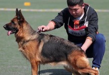 以德牧母狗怀孕多久能看出来？（探索以德牧母狗怀孕期的关键迹象和时长）