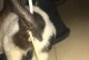 猫屁股有白虫——对猫病虫害的解析（揭秘猫屁股白虫，保护你的爱猫健康）