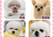 泰迪犬是否有认主的能力？（从行为表现和亲密程度来看）