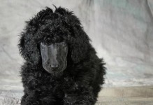 贵宾犬的标准体重是多少斤？（揭秘贵宾犬的理想体重及其影响因素）