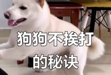 如何正确惩罚不听话的狗狗（教你有效训练狗狗听话，建立良好行为习惯）