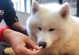 为什么萨摩看见贵宾会大声叫？（探究萨摩对贵宾犬的叫声原因）
