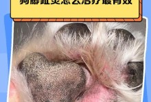 狗狗脚趾骨折（了解恢复时间、治疗方法和预防措施，让宠物狗狗重新活力四溢）
