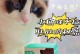 猫生病后的消化问题解决方案（以哪些食物为主，帮助猫咪康复？）