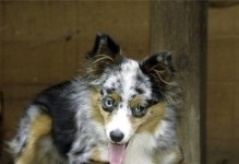 澳洲常见犬种概览（以澳洲一般都养什么狗为主题的犬种调查及特点介绍）