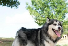 阿拉斯加剃毛后多久能长出来？（揭秘阿拉斯加犬毛发生长周期及影响因素）