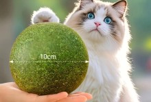 猫薄荷的养护秘籍（打造健康茂盛的猫薄荷园，享受丰收乐趣）