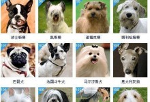 如何分辨纯种犬和串串犬？（六招区分，纯种边牧和串串边牧）