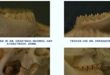 兔子门牙的掉落原因及影响（了解兔子门牙脱落的原因对其健康至关重要）