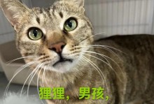 在这些网站上领养一只可爱的猫咪（探索可信赖的猫咪领养网站，寻找你的毛茸伙伴）