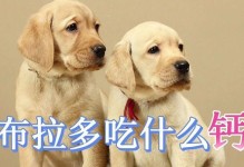 拉布拉多怀孕期间的饮食禁忌（拉布拉多孕期饮食禁忌与健康管理）