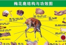 田鼷鼠的饲养方法（打造健康、舒适的家园）