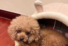 泰迪不吃狗粮的原因分析（为什么泰迪连续两个月不吃狗粮？怎么办？）