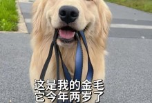 金毛幼犬的适宜洗澡时间（金毛幼犬洗澡的最佳时机和注意事项）