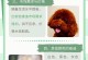 以泰迪是什么颜色？（揭秘泰迪犬世界的多彩外貌）