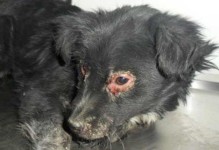 犬瘟病引发的拉肚子是如何产生的？（探究犬瘟病在犬只身体中引发拉肚子的原因与机制）