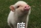 狗狗的哼哼语言意味着什么？（探索狗狗哼哼语言的奥秘）