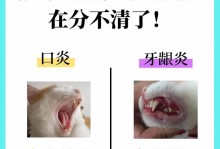 帮助猫咪治疗口炎的3个小技巧（了解口炎症状及治疗方法，给猫咪健康的口腔环境）