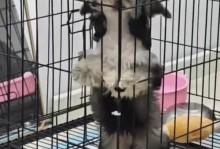 初期犬瘟病症状详解（狗狗初期犬瘟的症状及其预防措施）
