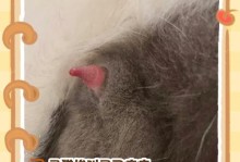 猫的月经周期与特征（了解猫的生理变化，促进健康护理）