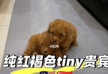 泰迪犬的配种及注意事项（泰迪犬配种年龄、交配前的准备工作以及注意事项）