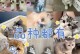 了解宠物买卖网站（探索宠物买卖网站的种类和功能，助你寻找最适合你的宠物交易平台）
