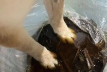 如何为狗狗补充钙质（喝什么汤最适合狗狗缺钙）
