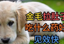 成犬金毛的饮食需求及建议（科学饮食是健康金毛的保证）