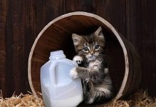 小猫喝什么奶？（了解小猫奶需求，助力宠物健康生长）