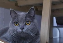 蓝猫生下来是什么颜色？（解开蓝猫基因密码，探索神秘颜色遗传）