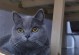蓝猫生下来是什么颜色？（解开蓝猫基因密码，探索神秘颜色遗传）