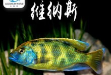热带鱼世界的多样性（探索热带鱼的奇妙世界）
