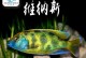 热带鱼世界的多样性（探索热带鱼的奇妙世界）