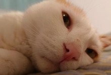 猫咪乱尿的原因及解决方法（探究猫咪乱尿的根源，提供实用的解决方案）