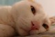 猫咪乱尿的原因及解决方法（探究猫咪乱尿的根源，提供实用的解决方案）