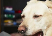 探究狗狗为什么会喉（喉是狗狗沟通与表达的重要方式）