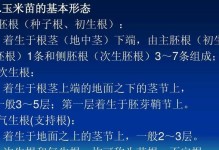 如何正确饲养梭州沙鼠（详细介绍梭州沙鼠的饲养方法，让它们健康快乐）