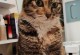 猫的自愈能力之强大之谜（揭秘猫的自愈能力及其关键因素）