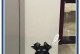 小白新手铲屎官们要避开的5种最难养的狗狗（新手铲屎官们一定要注意，这些狗狗可不是那么好养哦！）