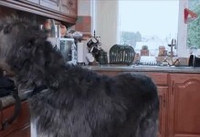 立耳短毛巨型犬——优秀的工作犬品种（了解立耳短毛巨型犬的特点和用途，为您做出正确的选择）