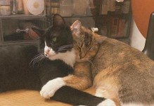 怀孕猫猫的饮食要点及建议（猫咪怀孕期间应该注意的饮食问题和关键食物）