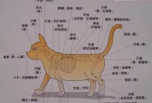 日本短尾猫的饲养方法详解（宠物爱好者必看，如何正确饲养你的日本短尾猫）